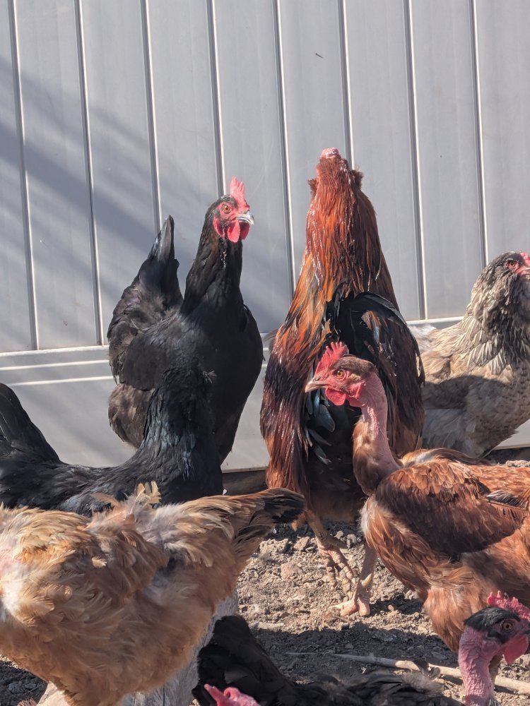 chickens for sale