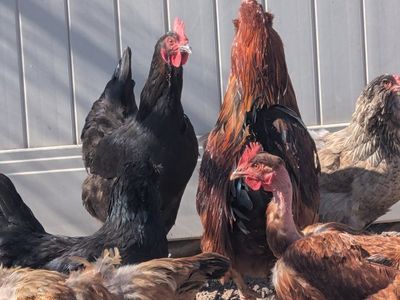 chickens for sale