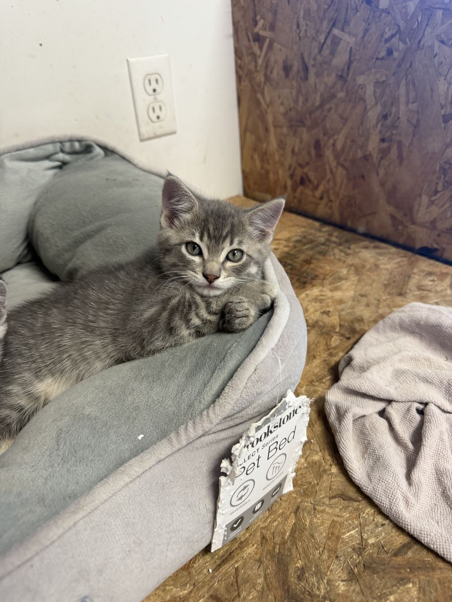 8 week old male kitten