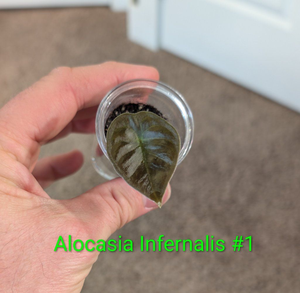 Alocasia Infernalis #1 & #2 Small Starter Plants