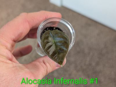 Alocasia Infernalis #1 & #2 Small Starter Plants