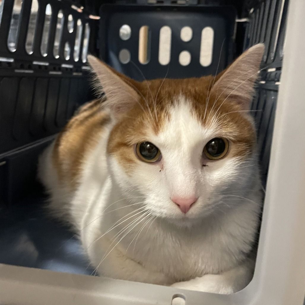 Hello my name is Trey