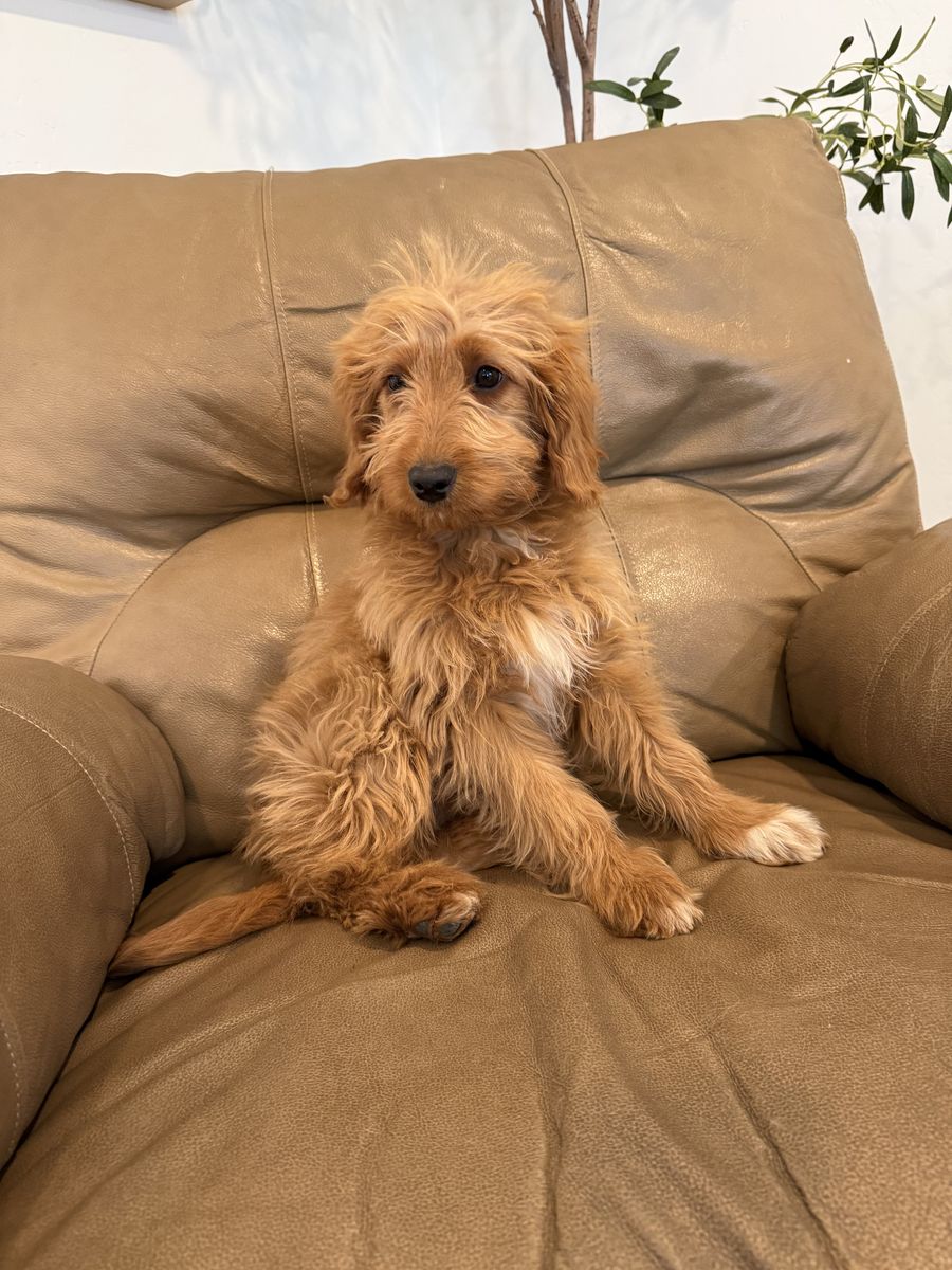 Golden Doodle Puppies