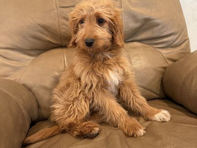 Golden Doodle Puppies