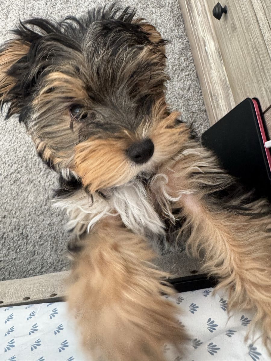 Yorkie Maltese mix