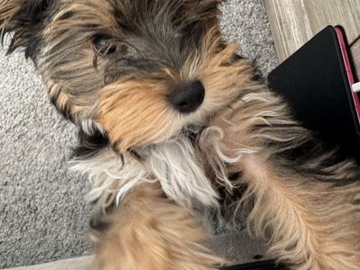 Yorkie Maltese mix