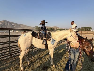 4 year old Cremello Mare