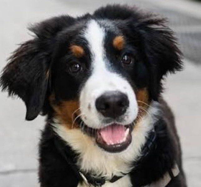 Luxury Champion Blood Line Bernese Mountain puppy dog, DNA testes puppies.