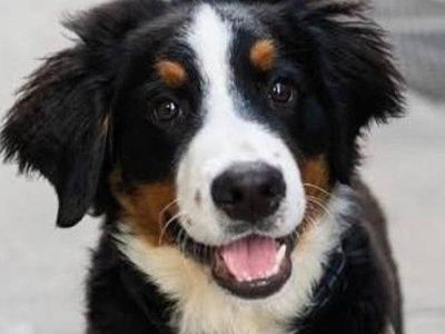 Luxury Champion Blood Line Bernese Mountain puppy dog, DNA testes puppies.