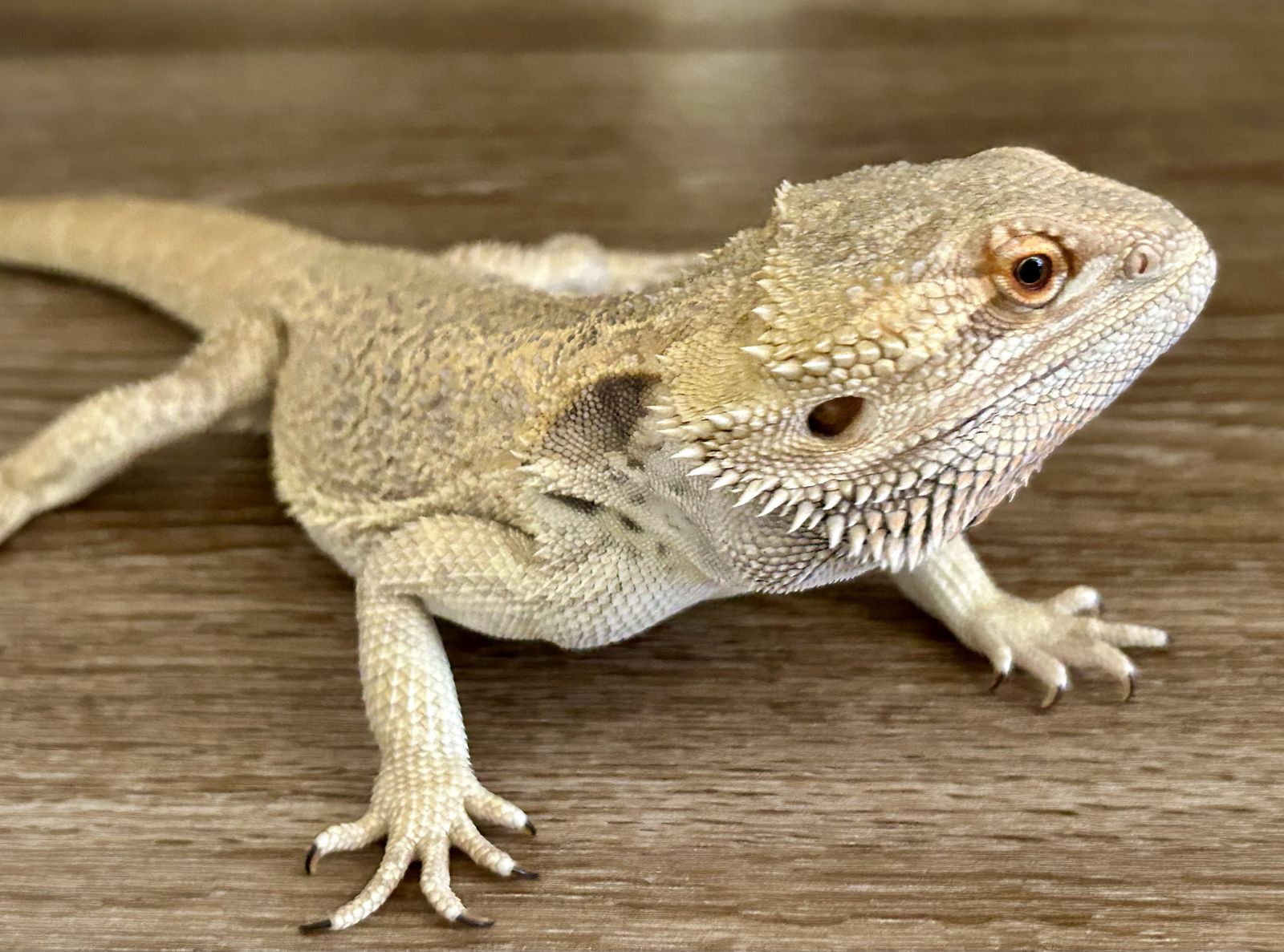Bearded Dragon and Supplies