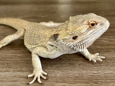 Bearded Dragon and Supplies