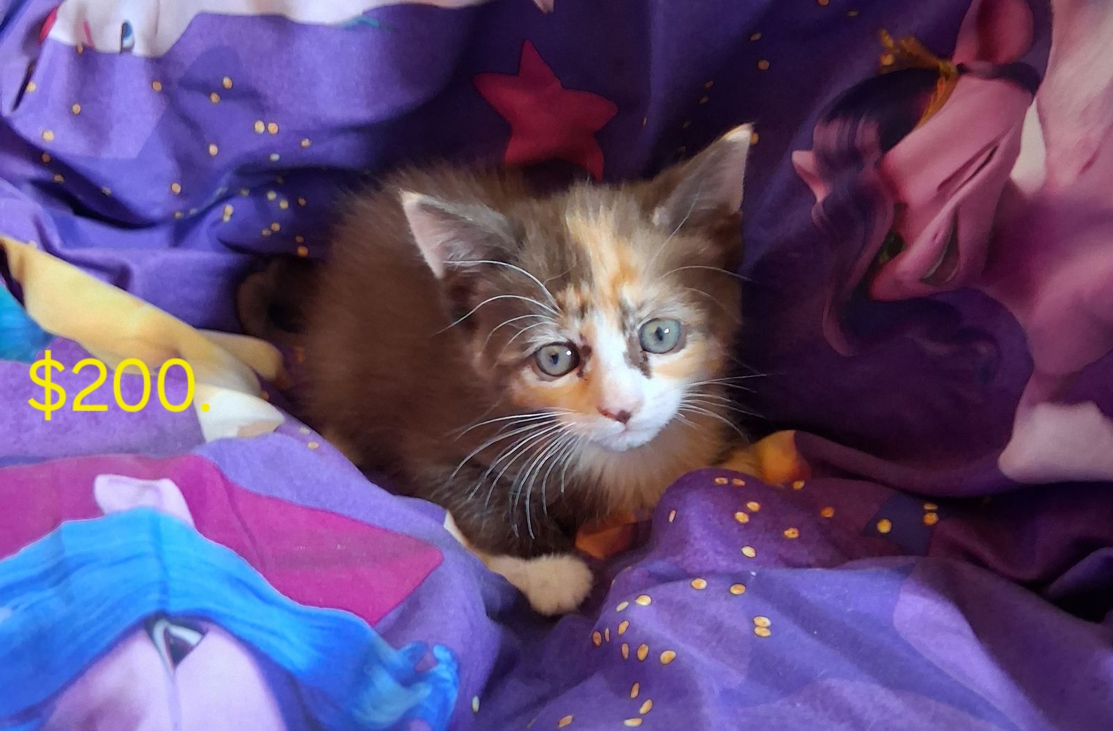 Chocolate colored kitten female