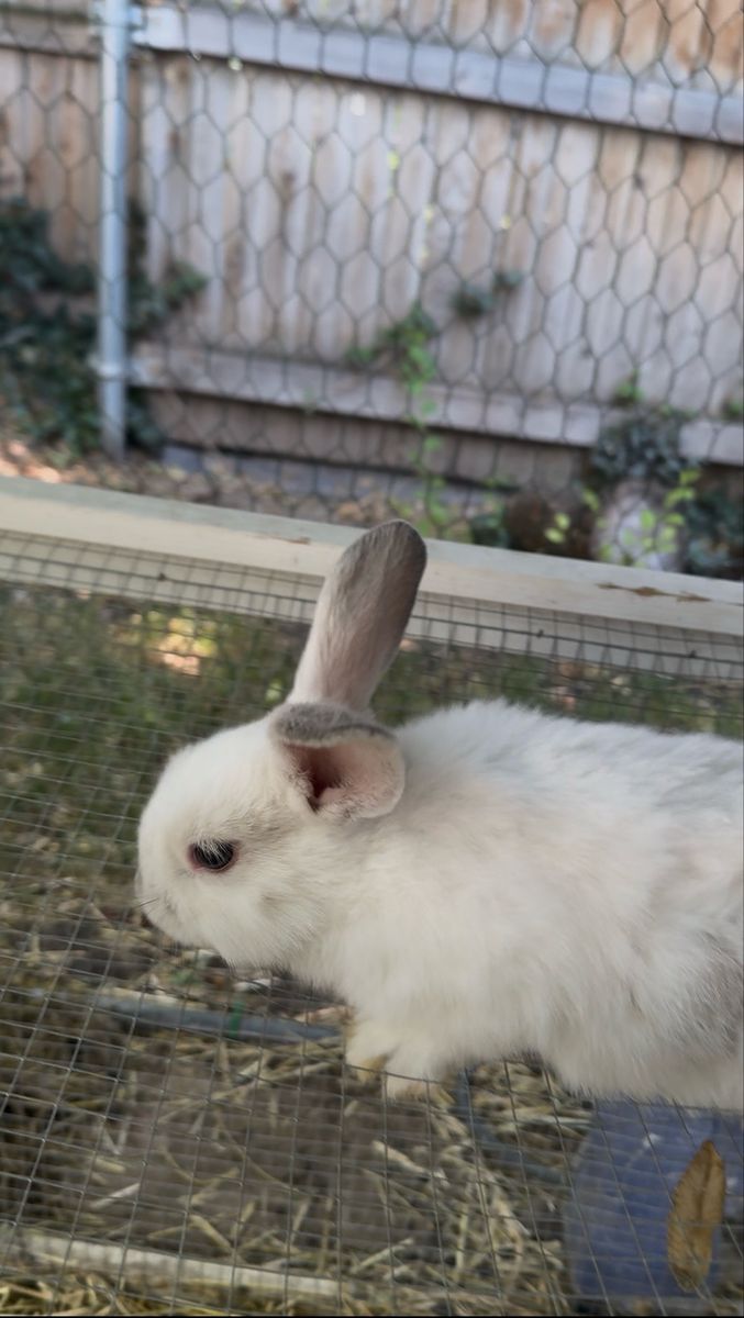 Baby Holland Lop Rex Mix Female Bunny (Doe)