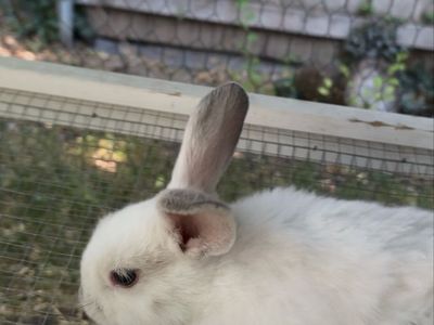 Baby Holland Lop Rex Mix Female Bunny (Doe)
