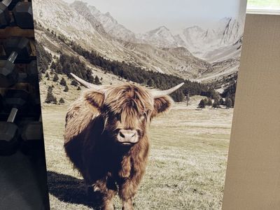 Cow canvas print