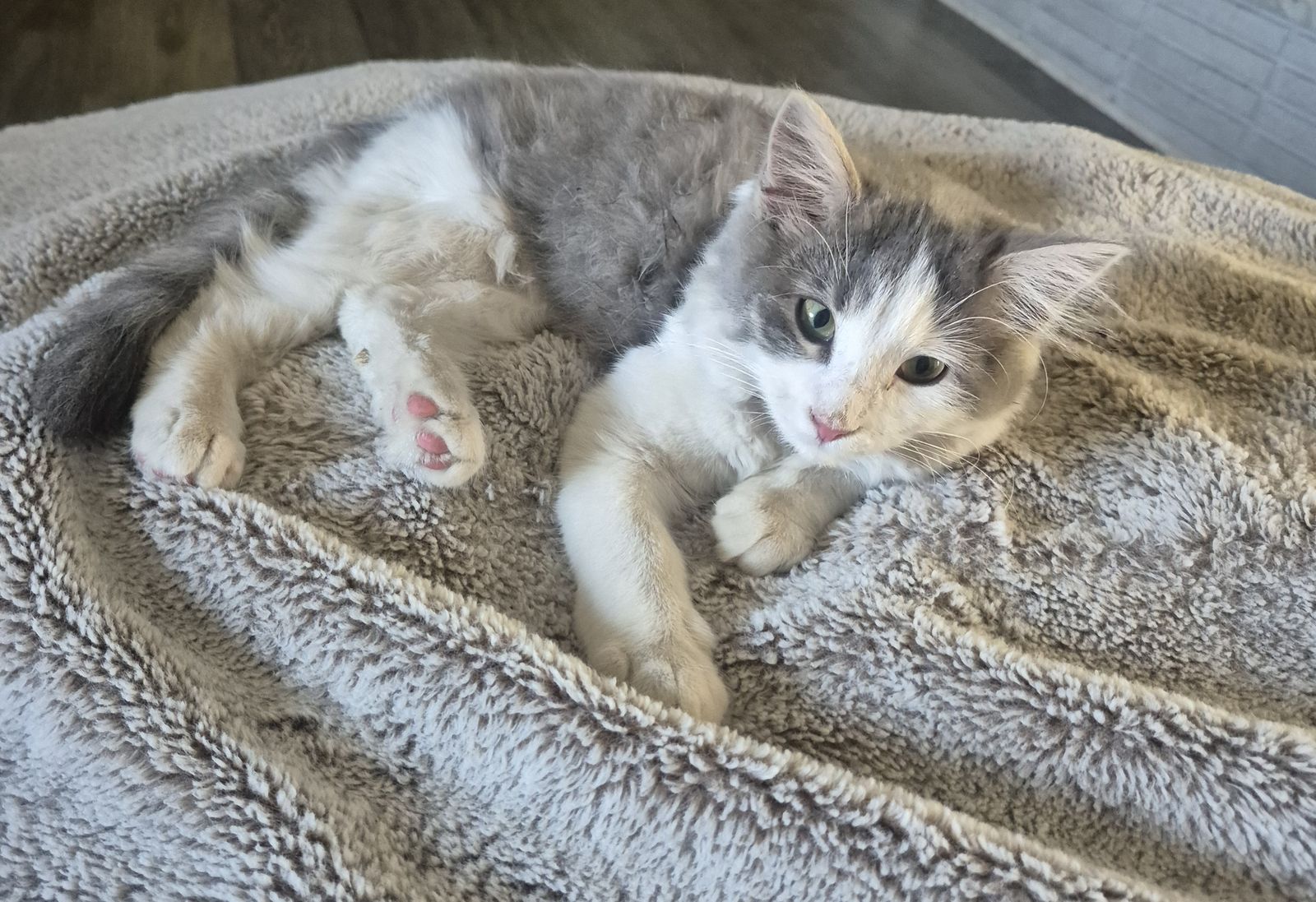 Female Kitten