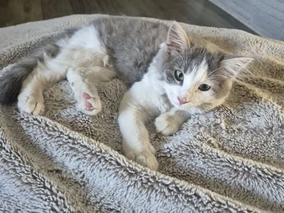 Female Kitten