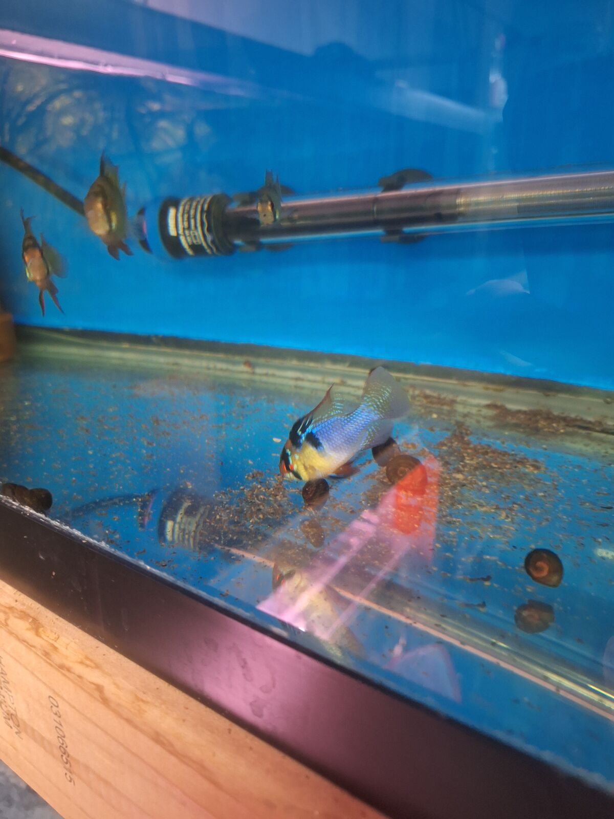 True German Blue Rams