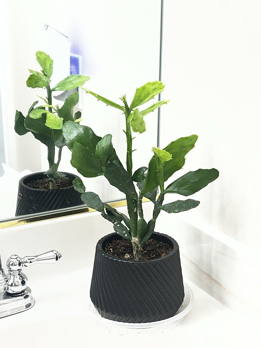 Beautiful Cactus Tree