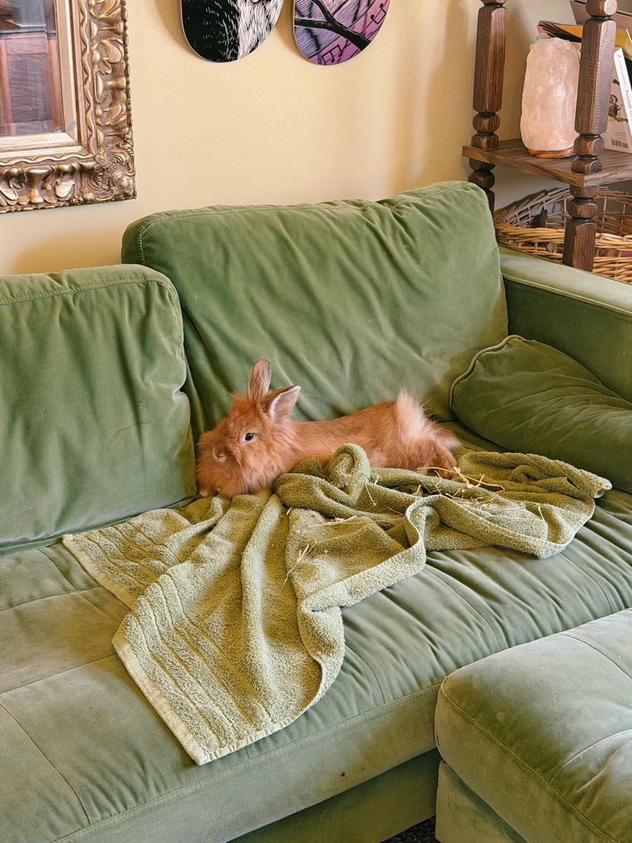 Sweet female bunny