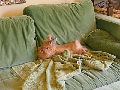 Sweet female bunny