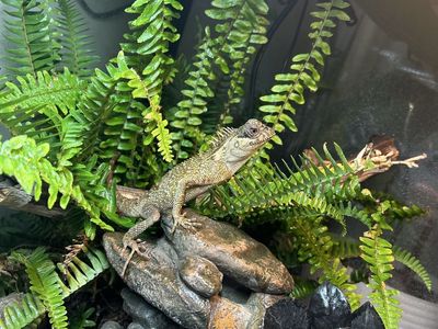 Mtn Horned Lizard