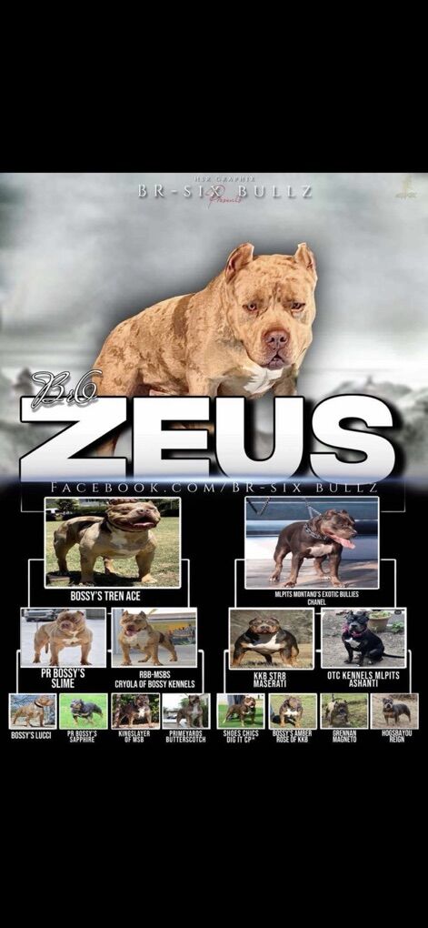 American bully XL Stud