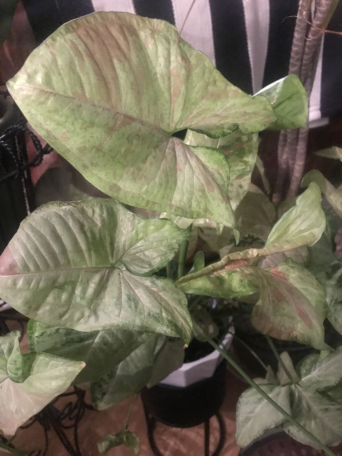 Syngonium house plant..