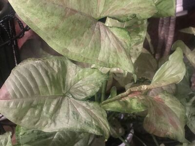Syngonium house plant..
