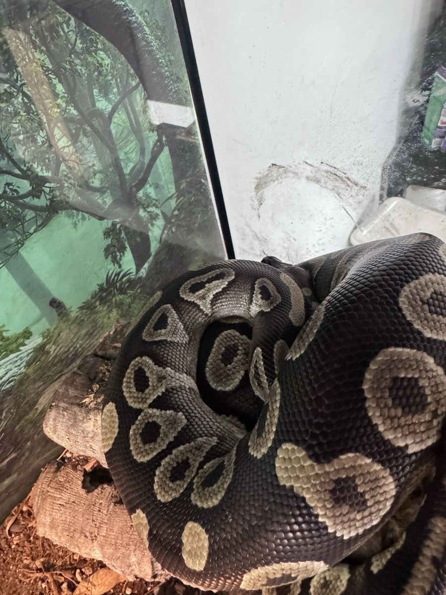 Ball python and front open enclosure