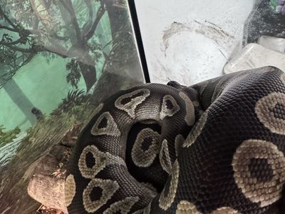 Ball python and front open enclosure