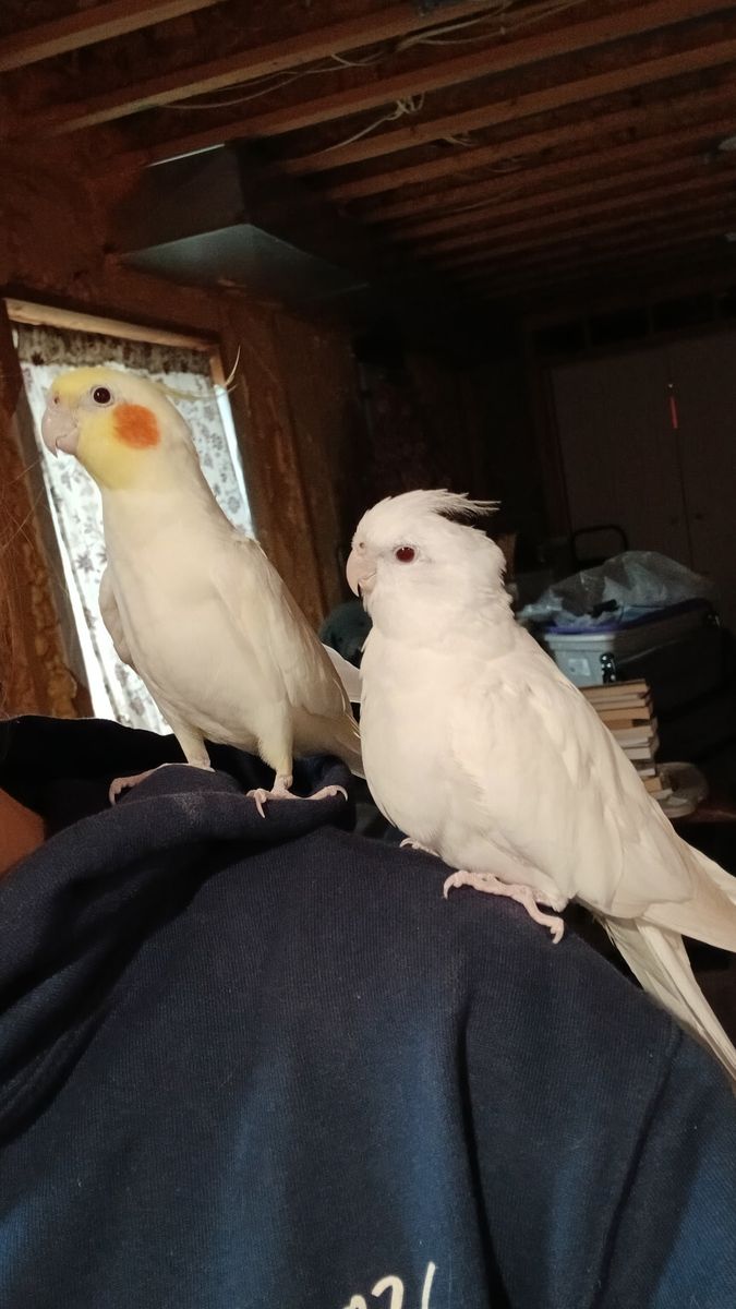 Cockatiel Pair
