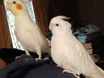 Cockatiel Pair