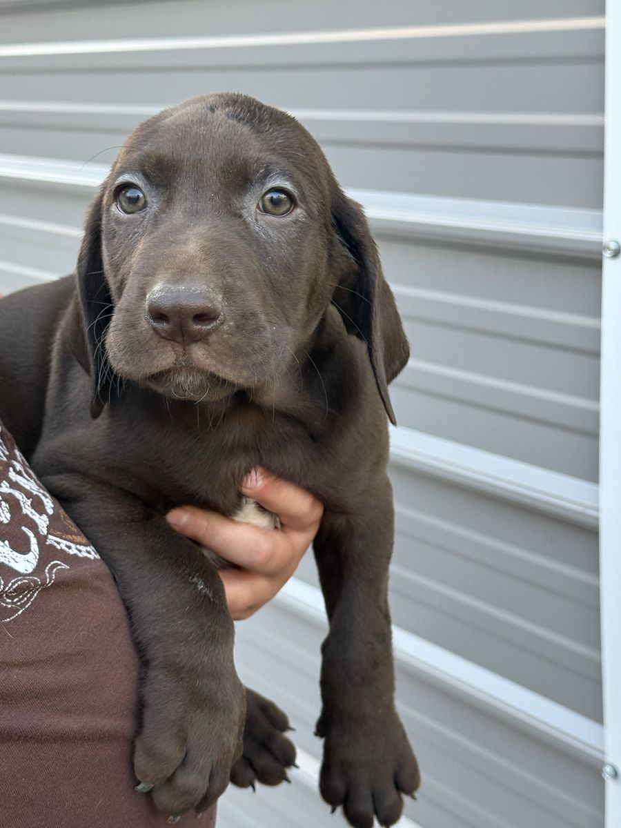 PRICED TO SELL Pointador Puppies – GSP/Lab Cross