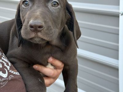 PRICED TO SELL Pointador Puppies – GSP/Lab Cross