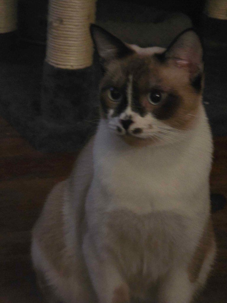 Our siamese cat Marshmellow is missing