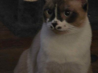 Our siamese cat Marshmellow is missing