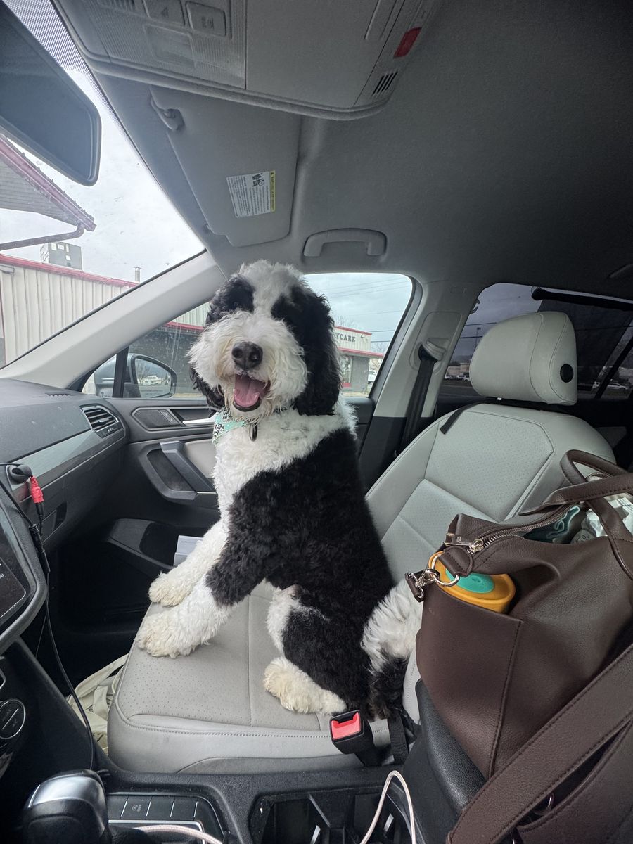 Bernedoodle (Rehoming)
