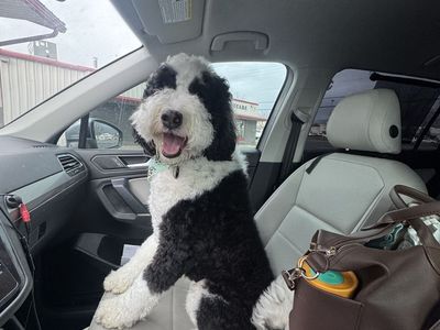 Bernedoodle (Rehoming)