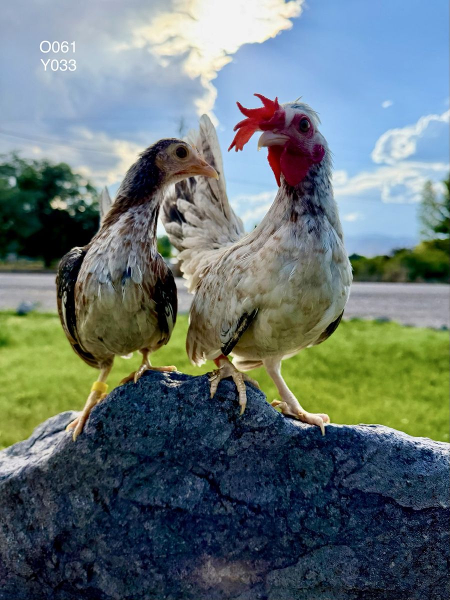 Kikiriki pair
