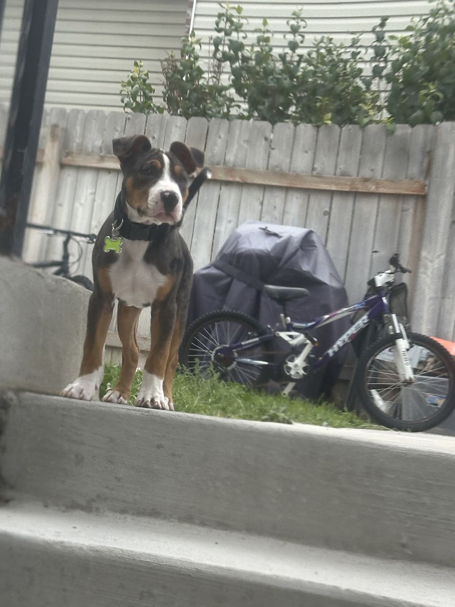 Tricolor Mixed Breed Puppy
