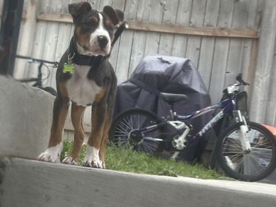 Tricolor Mixed Breed Puppy