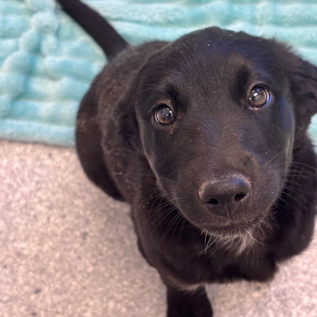 Hello my name is Puddles