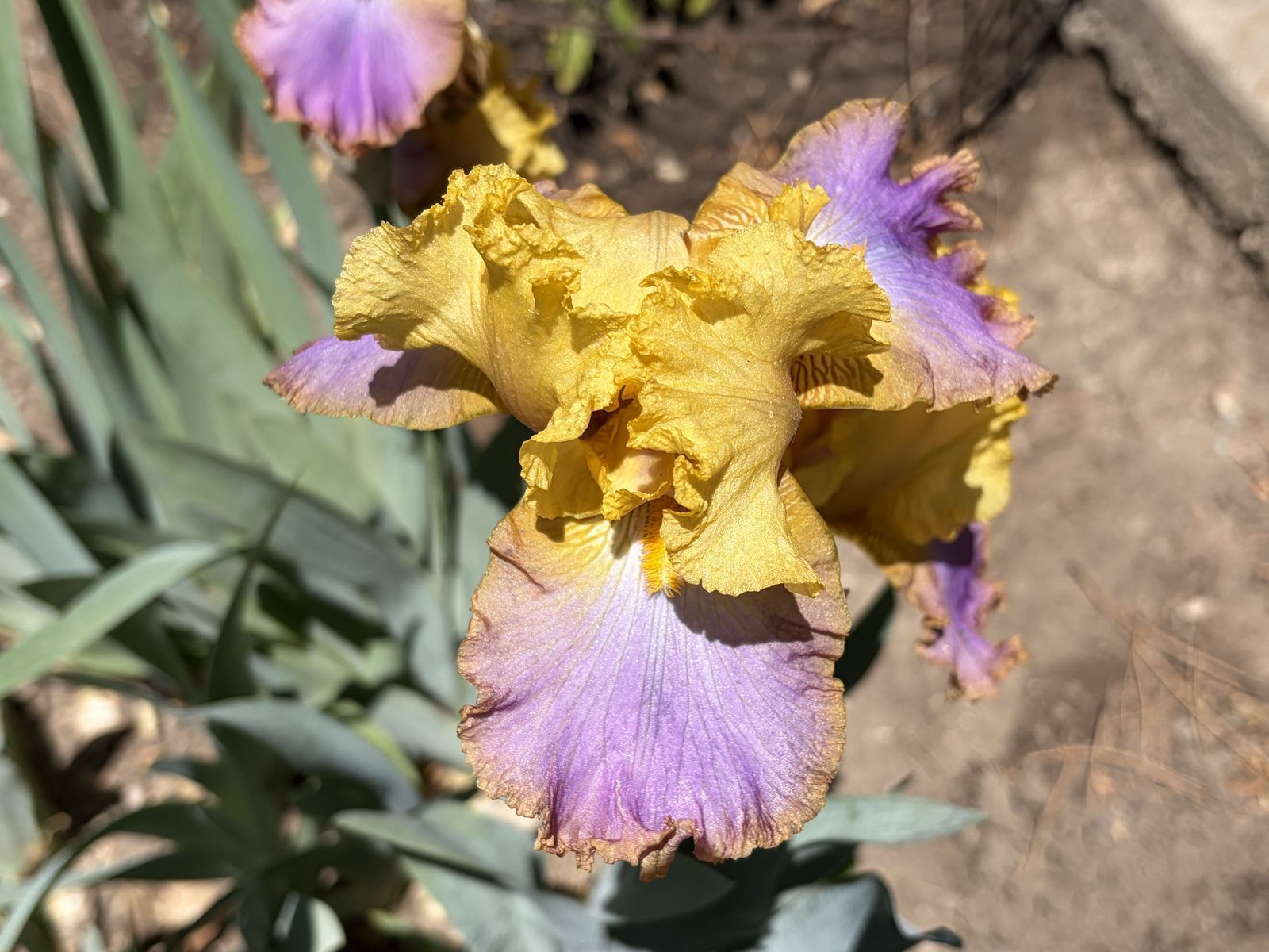 17 COLORS of Bearded IRIS Rhizomes SEE PHOTOS
