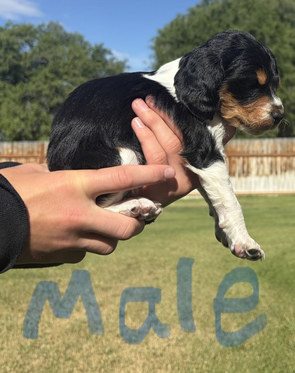 Brittany Spaniel Puppies