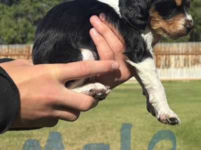 Brittany Spaniel Puppies