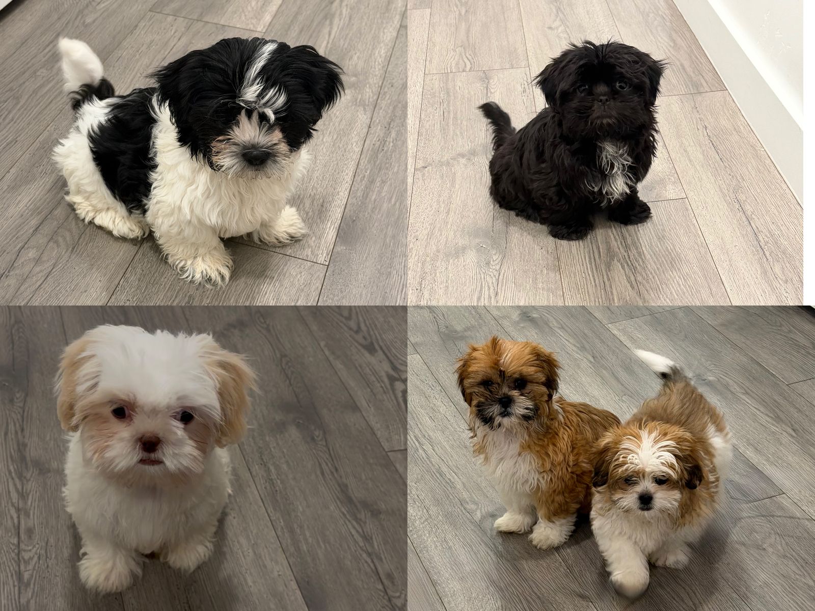Multiple colors! Shih Tzu Puppies 10 weeks Mini Hypoallergenic