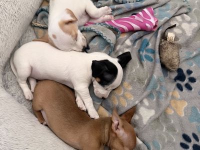 Chihuahua