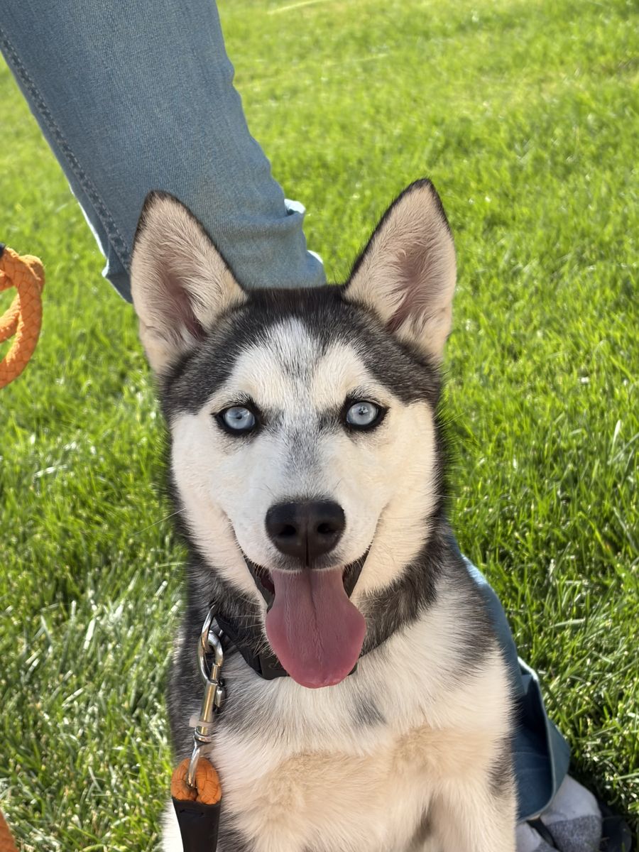 Alaskan Klee Kai