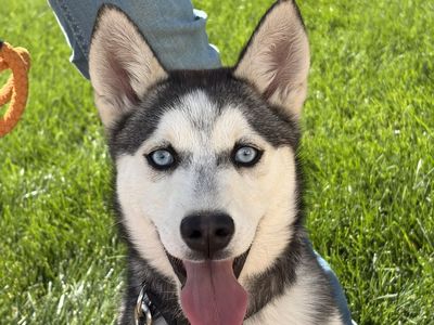 Alaskan Klee Kai